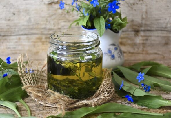 bears-garlic-5056253_640