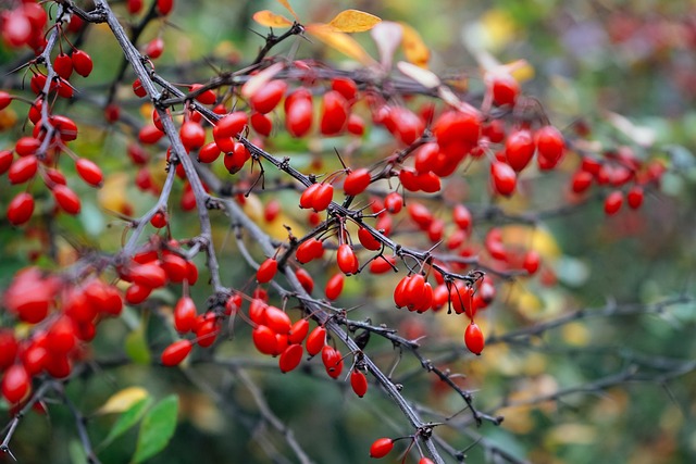 berberys