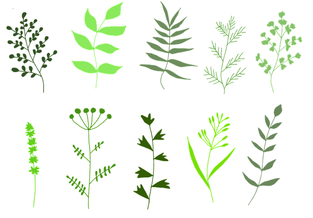 herbs-5096144_640
